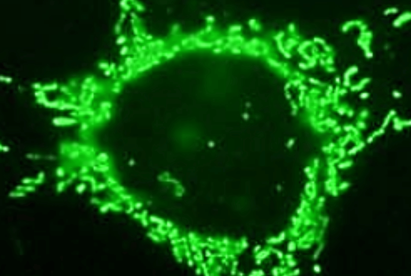 Research explores new way to protect the heart during cancer treatment